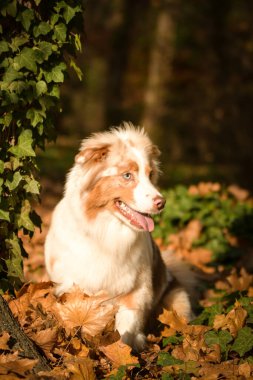 Avustralyalı çoban ormanda oturuyor. Sonbahar portresi..