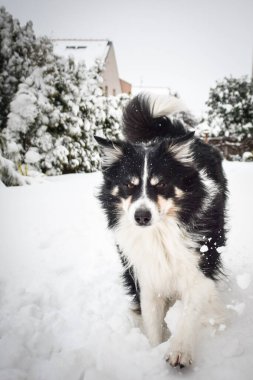 Üç renkli Sınır Çobanı karda sahada koşuyor. O çok yumuşak bir köpek..
