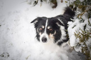 Sınırdaki üç renkli çoban köpeği karda sahada oturuyor. O çok yumuşak bir köpek..