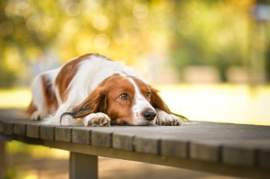 Kooikerhondje bankta yatıyor. Çok tatlı bir köpek..