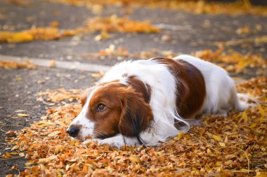 Kooikerhondje sonbahar yapraklarında yatıyor. Çok tatlı bir köpek..