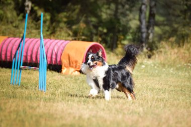 Köpek çeviklik içinde koşuyor. Harika bir akşam, Engel bir spor müsabakası için özel çeviklik eğitimi alıyor.