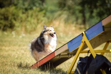 İnanılmaz, çılgın Sheltie Dog testerede. Çeviklik konusunda inanılmaz bir köpek..
