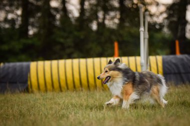 Sheltie çeviklik içinde koşuyor. Harika bir akşam, Engel bir spor müsabakası için özel çeviklik eğitimi alıyor.