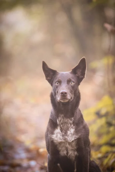 Border Collie Está Sentado Bosque Portret Otoño —  Fotos de Stock