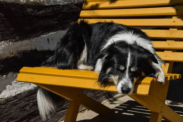 Border Collie Está Deitado Banco Ele Tão Fofo — Fotografia de Stock