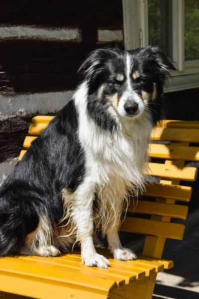 Fronteira Collie Está Sentada Banco Ele Tão Fofo — Fotografia de Stock