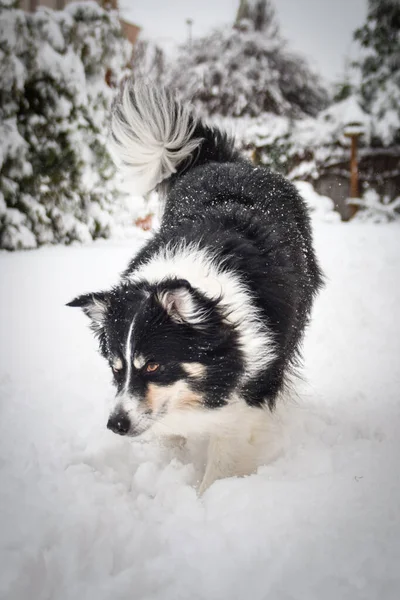 Driekleurige Rand Collie Loopt Het Veld Sneeuw Hij Pluizig — Stockfoto