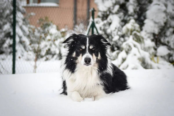 雪の中でトリコロールボーダーコリーが畑に横たわっています 彼はとてもふわふわの犬だ — ストック写真