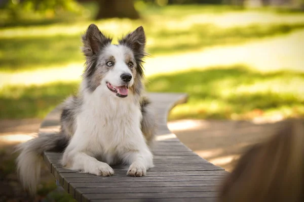 Collie Ligger Bänken Han Söt Hund — Stockfoto