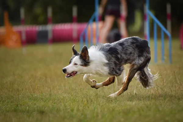 边境牧羊犬以敏捷的速度奔跑 神奇的夜晚 跨栏为参加体育竞赛进行个人敏捷训练 — 图库照片