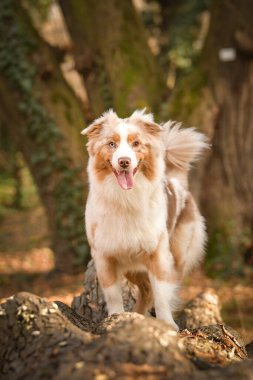 Avustralyalı çoban ormandaki kütüğe gidiyor. Sonbahar portresi..