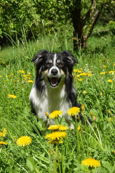 Border Collie Sitting Dandelious Cute Dog — Stock Photo, Image