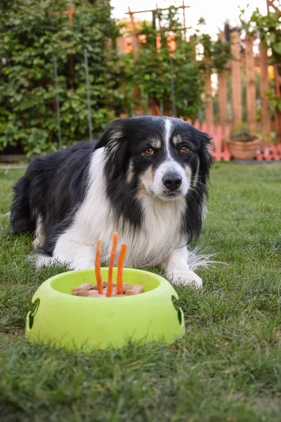 Perro Border Collie Está Comiendo Pastel Cumpleaños Jardín Ella Tan — Foto de Stock