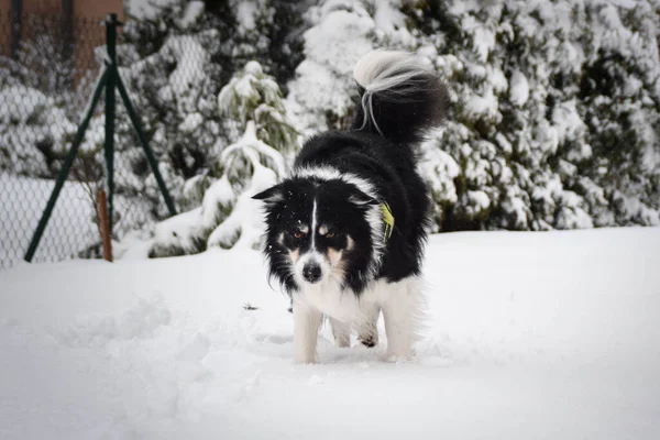 Tricolor Border Collie Running Field Snow Fluffy Dog — Stock Photo, Image