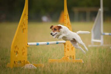 Jack Russel engellerin üzerinden atlıyor. Czech çeviklik özel eğitiminde harika bir gün.