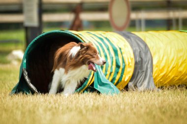 Avustralyalı çoban tünelde koşuyor. Czech çeviklik özel eğitiminde harika bir gün.