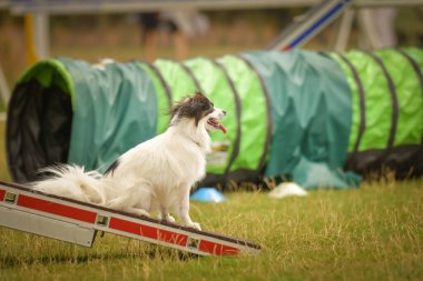 İnanılmaz, çılgın papillon köpek testerede. Çeviklik konusunda inanılmaz bir köpek..