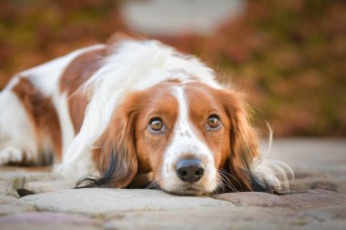 Kooikerhondje sonbahar yapraklarında yatıyor. Çok tatlı bir köpek..