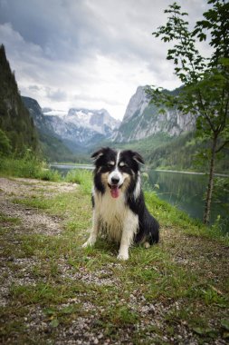 Border Collie 'nin portresi Glossglockner yakınlarında Avusturya' da oturuyor..