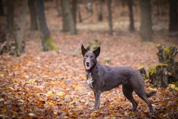 Granica Collie Stoi Lesie Jest Jesienny Portret — Zdjęcie stockowe