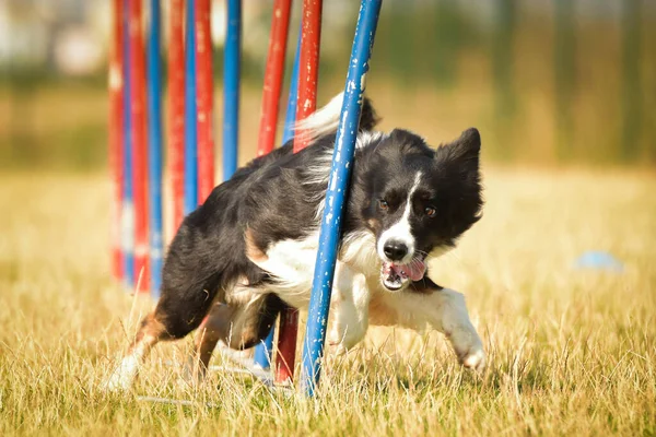 Sınır Çoban Köpeği Yarışmada Çevik Slalom Yapıyor Czech Çeviklik Yarışmasında — Stok fotoğraf