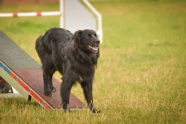 Erstaunlicher Australischer Schäferhund Verrückter Hund Ist Auf Dem Vormarsch Sie — Stockfoto