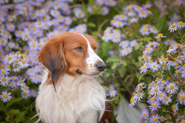 Kooikerhondje Standing Flowers Cute Dog — Stock Photo, Image