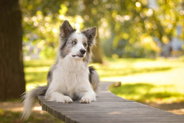 Border Collie Sdraiato Sulla Panchina Cane Così Carino — Foto Stock