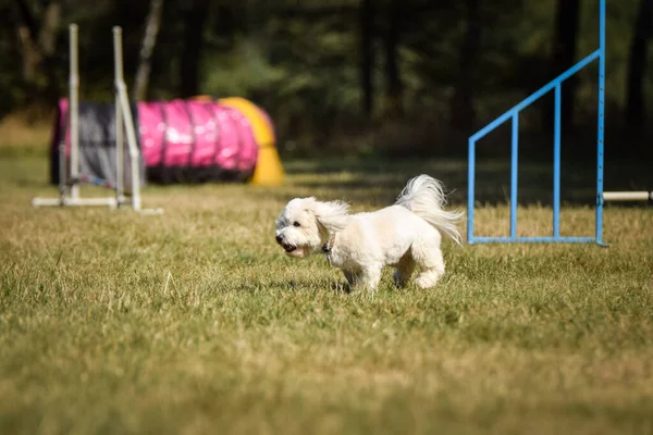 Cane Sta Correndo Agilità Serata Incredibile Ostacolo Con Allenamento Privato — Foto Stock