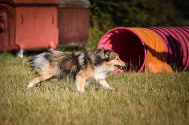 Sheltie çeviklik içinde koşuyor. Harika bir akşam, Engel bir spor müsabakası için özel çeviklik eğitimi alıyor.