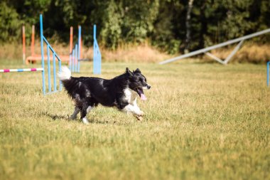 Sheltie çeviklik içinde koşuyor. Harika bir akşam, Engel bir spor müsabakası için özel çeviklik eğitimi alıyor.