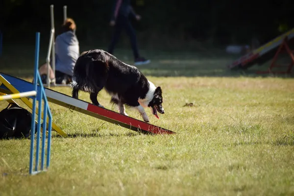 Toller Border Collie Verrückter Hund Sie Ist Ein Unglaublicher Hund — Stockfoto