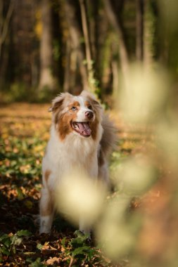 Avustralyalı çoban ormanda oturuyor. Sonbahar portresi..