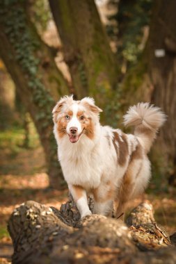 Avustralyalı çoban ormandaki kütüğe gidiyor. Sonbahar portresi..