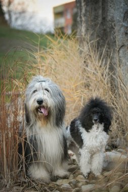 Sakallı çoban köpeği ve kaniş sazlıkta oturuyor. Doğadalar. Sonbahar fotoğrafı.