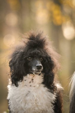 Kaniş ormanda oturuyordu. Sonbahar portresi..