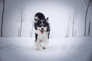 Üç renkli Sınır Çobanı karda sahada koşuyor. O çok yumuşak bir köpek..