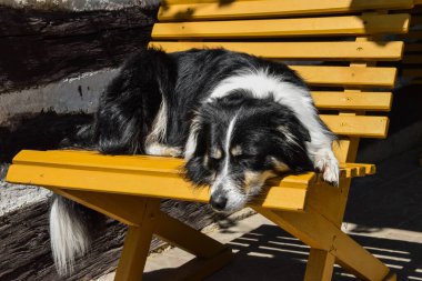 Sınır çobanı bankta yatıyor. Çok tatlı bir köpek..