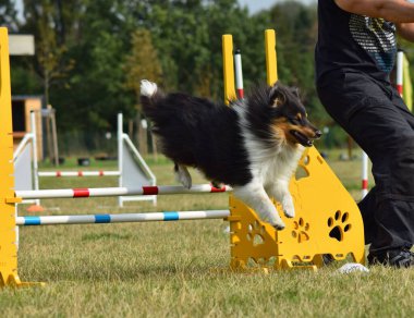 Sheltie engelleri aşıyor. Czech çeviklik özel eğitiminde harika bir gün.