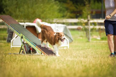 Avustralyalı çoban çeviklik testere üzerinde. Çeviklik konusunda inanılmaz bir köpek..