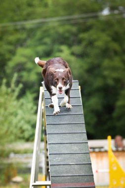 Köpek köpek gezintisinde çeviklik parkında koşuyor. Rekabet için yeni şeyler öğretiyor..