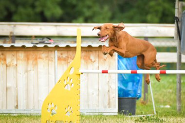 Köpek engellerin üzerinden atlıyor. Czech çeviklik özel eğitiminde harika bir gün.