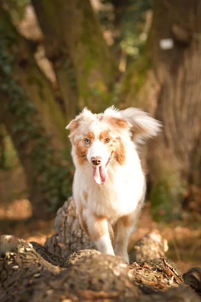 Australische Herder Gaat Boomstam Het Bos Het Herfst Portret — Stockfoto