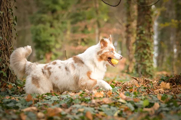 Australischer Schäferhund Rennt Den Blättern Des Waldes Herbst Fotoshooting Park — Stockfoto