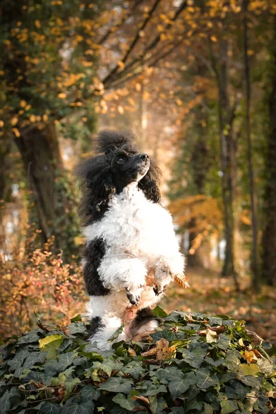 Pudli Könyörög Erdő Leveleiben Őszi Fotózás Parkban — Stock Fotó