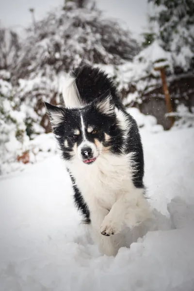Granica Tricolor Collie Biegnie Polu Śniegu Taki Puszysty Pies — Zdjęcie stockowe