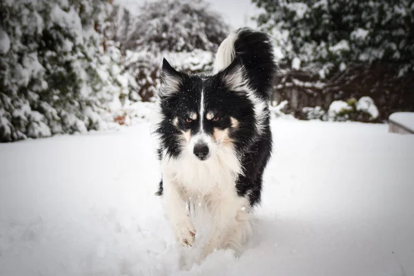 Tricolor Border Collie Está Corriendo Campo Nieve Perro Muy Esponjoso — Foto de Stock