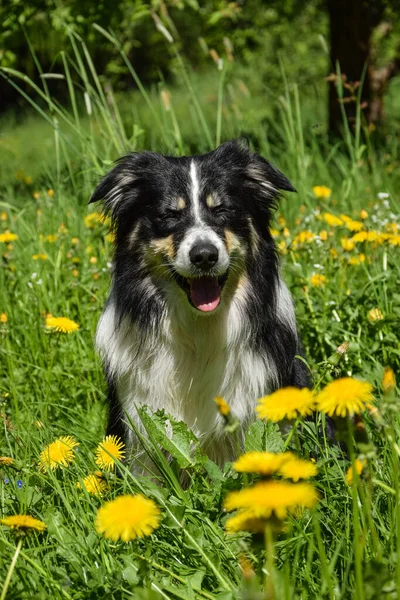 Border Collie Pitiáner Állapotban Olyan Aranyos Kutya — Stock Fotó