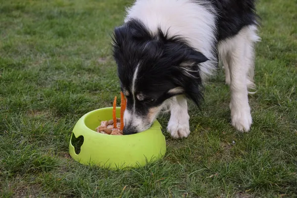 Perro Border Collie Está Comiendo Pastel Cumpleaños Jardín Ella Tan — Foto de Stock